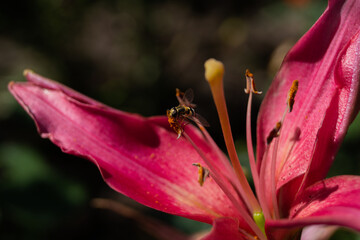 bee on flower