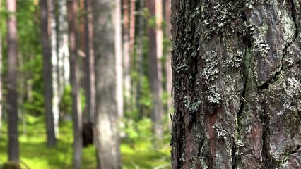 Pine forest at summer day