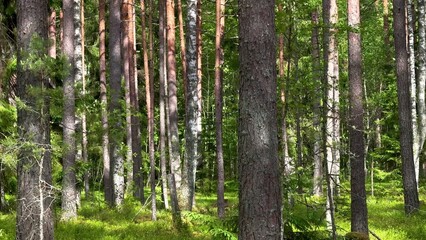 Naklejka premium Pine forest at summer day