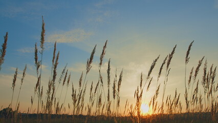 Obraz premium Dry Reed Growing Outdoors At Sunset. Decorative Wild Reeds. Stalks Blowing In Wind At Golden Sunset.