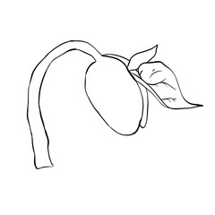 Bean plant sprout, line art illustration