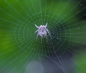 Grey spider