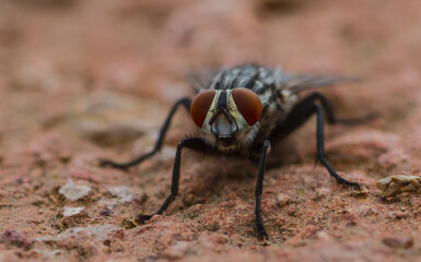 close up of fly