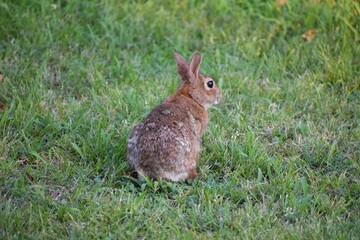 Rabbit in the grass. Cute bunny. Easter background.