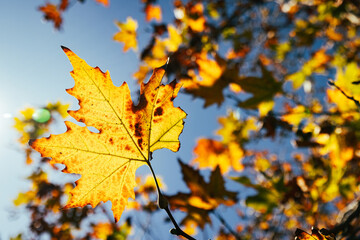 Close-up of a bright vibrant yellow back-lit 5 lobed veined leaf among the branches under a blue sky