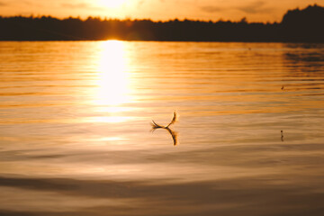 A bird is flying over a lake at sunset