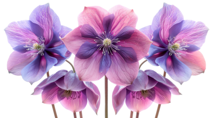 Vivid close-up of stunning purple and pink flowers, isolated on transparent and white background.