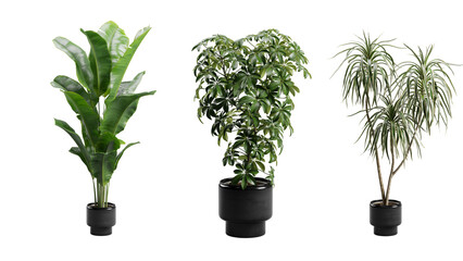 Exotic Plants in Dark Planter Transparent Background