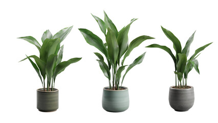 Set of Cast Iron Plant in Ceramic planter Transparent Background