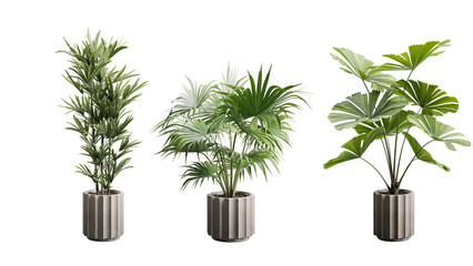 Exotic Plants in Concrete Planter Transparent Background