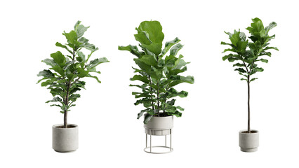 Set of Ficus Lyrata Fiddle-Leaf Fig in Metal planter Transparent Background