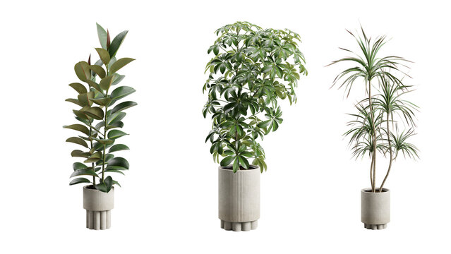 Exotic Plants in Concrete Planter Transparent Background