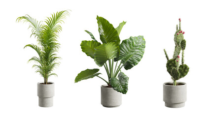 Exotic Plants in Concrete Planter Transparent Background