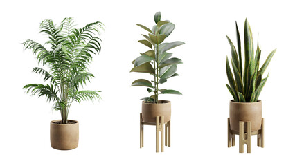 Set of Exotic Indoor Plants In Terracota Planter 