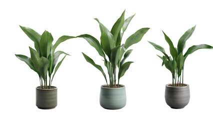 Set of Cast Iron Plant in Ceramic planter Transparent Background