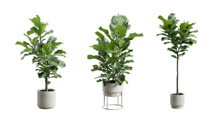 Set of Ficus Lyrata Fiddle-Leaf Fig in Metal planter Transparent Background
