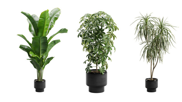 Exotic Plants in Dark Planter Transparent Background