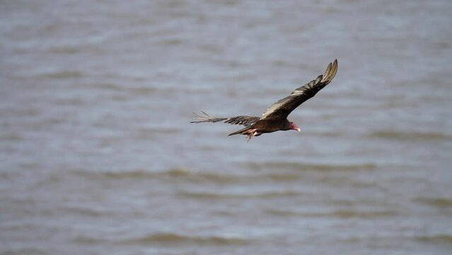 turkey vulture in flight over a lake with one foot dangling 