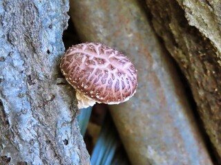 표고버섯이 자라고 있는 표고버섯 재배장 모습