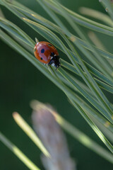 ladybug on leaf