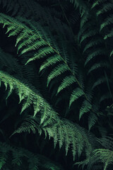 Natural Green Fern Leaves