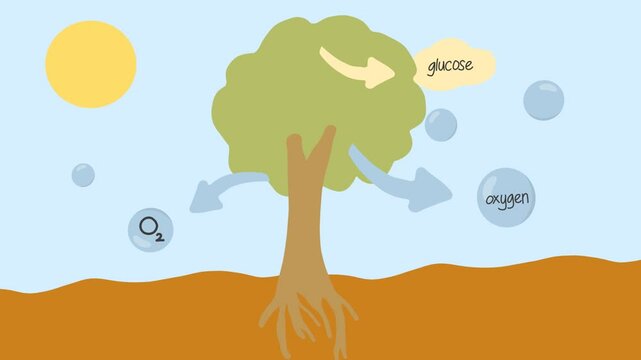 Animation of the photosynthesis process. Good for educational material for children.