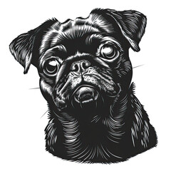 Obraz premium A black and white drawing of a pug dog