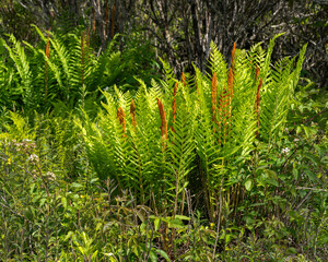 Bright green Cinnamon Fern, Osmunda cinnamomea, with spore-laden fertile fronds. Photographed in early summer in Grayson Highlands State Park, Virginia.