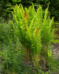 A beautiful cluster of bright green Cinnamon Fern, Osmunda cinnamomea, with spore-laden fertile fronds. Photographed in early summer in Grayson Highlands State Park, Virginia. © Donna Bollenbach