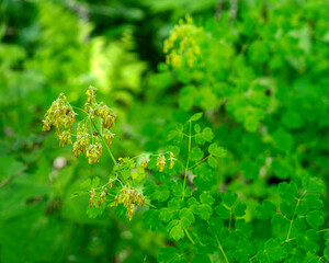 The tassel-like yellow male flowers of early meadow rue, Thalictrum dioicum. The whitish green...