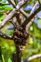 European honey bees Apis mellifera cluster in a swarm on the trunk of a lemon tree