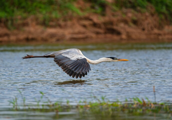 garça-moura (Ardea cocoi)