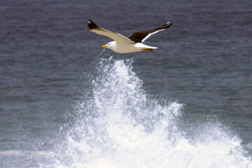  Uma linda gaivota sobrevoando as ondas do mar da praia de Cordeirinho- Maricá - RJ