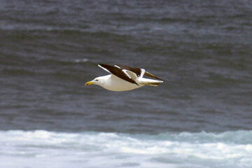  Uma linda gaivota sobrevoando as ondas do mar da praia de Cordeirinho- Maricá - RJ