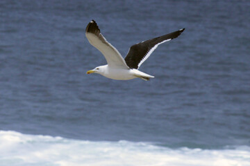  Uma linda gaivota sobrevoando as ondas do mar da praia de Cordeirinho- Maricá - RJ