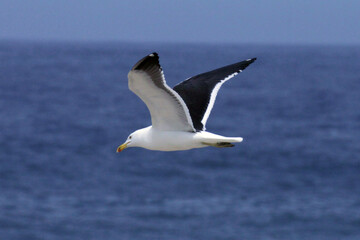  Uma linda gaivota sobrevoando as ondas do mar da praia de Cordeirinho- Maricá - RJ