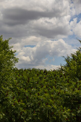 Smooth sumac bushes with blue sky and storm clouds in background
