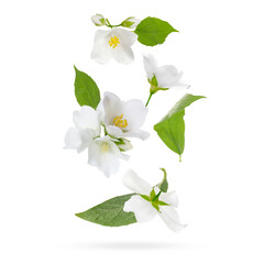 Naklejka premium Beautiful jasmine flowers with leaves in air on white background