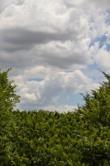 Smooth sumac bushes with blue sky and storm clouds in background
