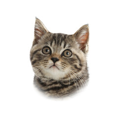 Adorable cat on white background. Pet portrait