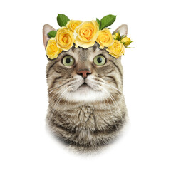 Adorable cat with wreath of flowers on white background. Pet portrait