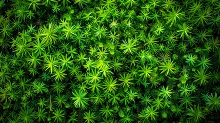 Macro shot of vibrant green moss texture on a forest floor