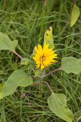 Yellow flower in the grass