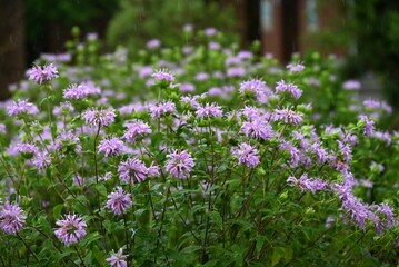 Obraz premium Wild bergamot flowers. A perennial herb in the Lamiaceae family, used in herbal tea, dried flowers, and potpourri.