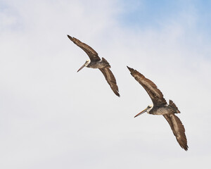 Pair of pelicans in flying formation