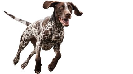 Full body shot of German Shorthaired Pointer dog, running happily, smiling.