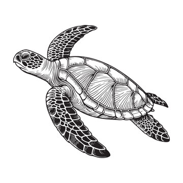 recommend clip art: Line art of sea turtle swimming vector