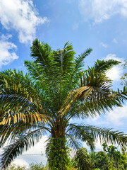 Obraz premium palm tree on blue sky background
