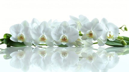 Isolated Orchid Flowers on White Background - Elegant Floral Arrangement for Decoration and Design