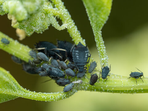 P6130020 black bean aphids, Family Aphididae, sucking juices from the stem of a plant, cECP 2024